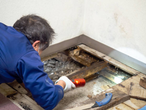 Mold Testing and Removal in Suitland, MD