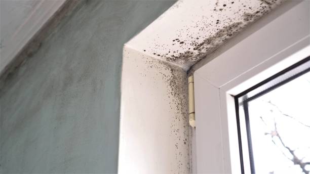 Best Mold Remediation  in Suitland, MD