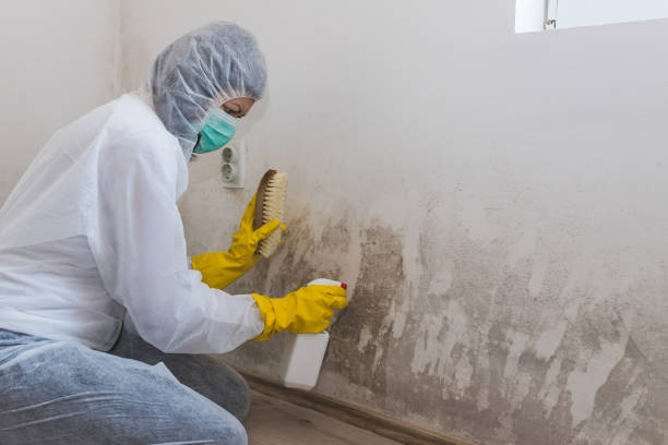 Attic Mold Removal in Suitland, MD