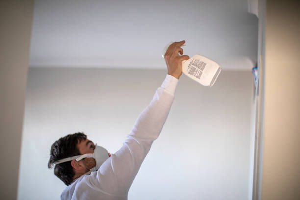 Best Best Mold Removal Companies  in Suitland, MD