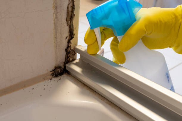 Best Toxic Mold Removal  in Suitland, MD