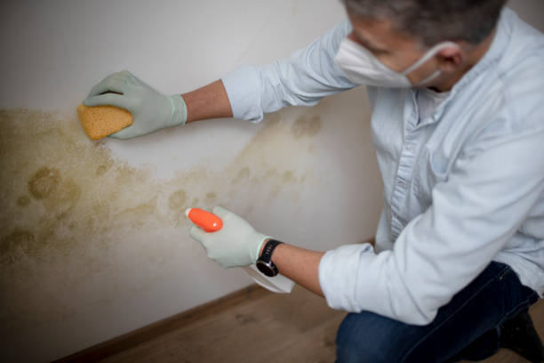 Best Home Mold Removal  in Suitland, MD