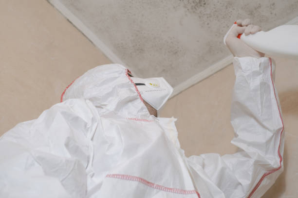 Best Professional Mold Removal  in Suitland, MD