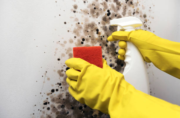 Best Attic Mold Removal  in Suitland, MD