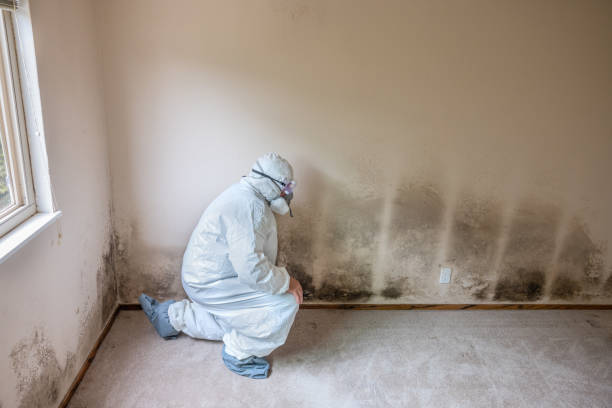 Best Crawl Space Mold Removal  in Suitland, MD