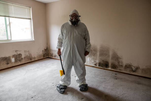 Best Fast Mold Removal  in Suitland, MD